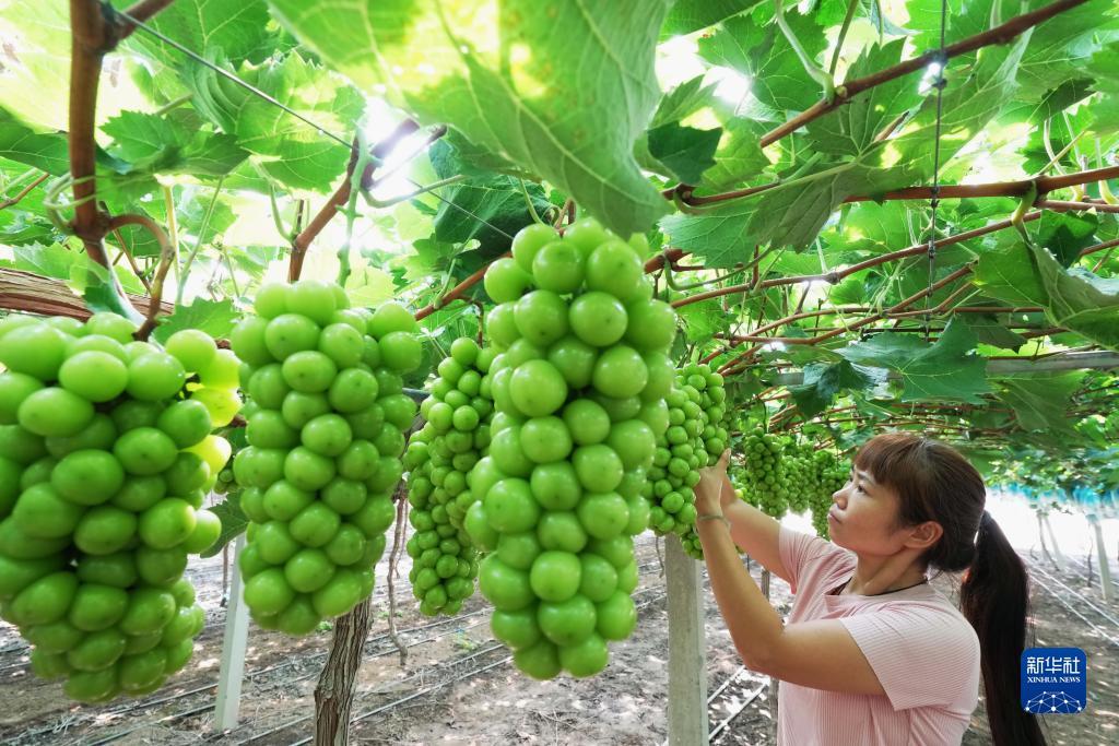 6686集团